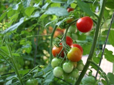 Udobrenie dlya tomatov 52