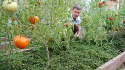Мульчирование свежими опилками – не бойтесь! Как сделать удобные грядки