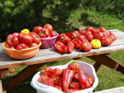 foto1 udobreniya dlya rassady pomidor i perca