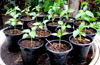 rassada tomatov podkormka tomata i perca