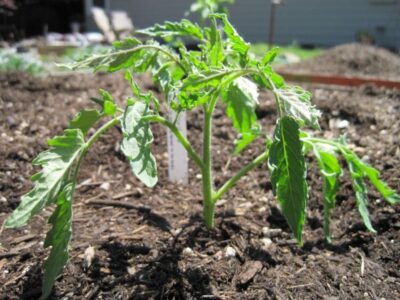 tomato seedling 1