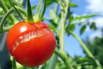 tresnuvshiy plod tomata 1