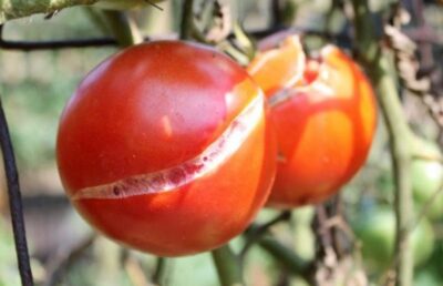 tresnuvshiy pomidor 800x516