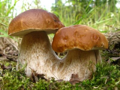 белых грибов в домашних условиях