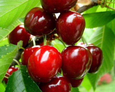 Какая подкормка подойдёт для черешни и вишни? Супер способ повышения урожайности!