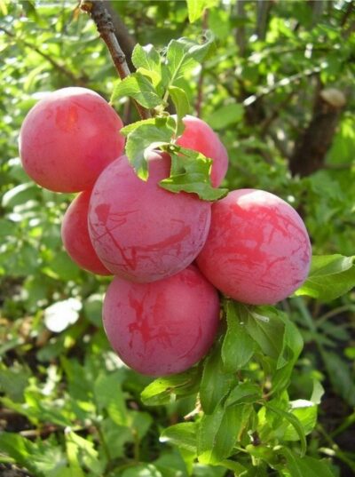 Prunus Skorospelka krasnaia