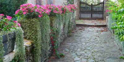 SunPatiens Rose Magenta et Dichondra Silver Falls