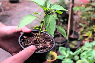 pepper seedling big