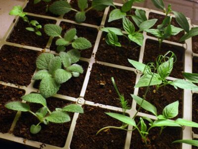 pepper seedlings3