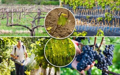 posadka sazhencev vinograda v vesennee vremya 1