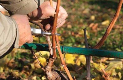 posadka sazhencev vinograda v vesennee vremya 6