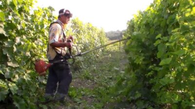 posadka sazhencev vinograda v vesennee vremya 9