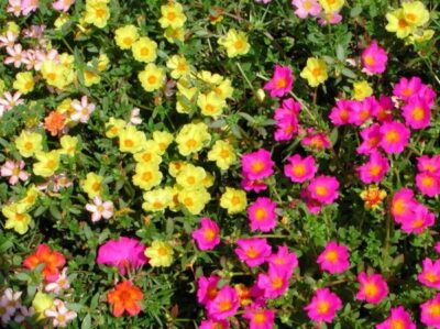 purslane1