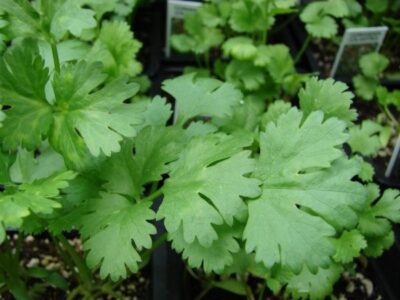 Coriander