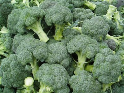 Как вырастить брокколи без проблем? Секреты выращивания полезного и вкусного овоща