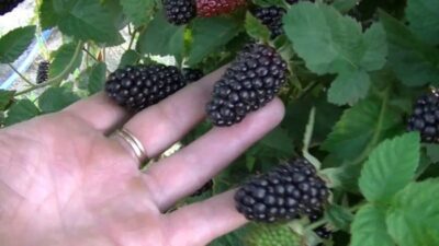 Сорт Блэк Бат – ежевика для гурмана. Ранний сорт ежевики с огромными ягодами
