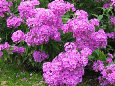 phlox paniculata