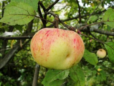 Картинки по запросу Как избавиться от болезней плодов яблони: основные проблемы и их решения