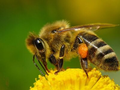 Apis mellifera11