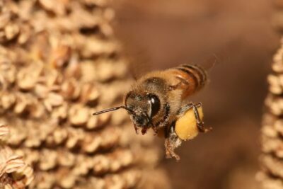 Apis mellifera flying