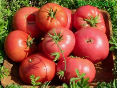 Chem podkarmlivat tomaty chtoby plody byli krupnye i sladkie44 1024x768