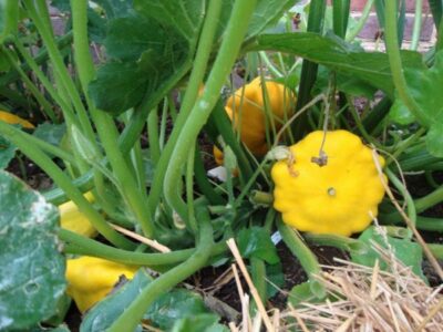 Pattypan squash 5