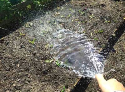 Watering beetroot