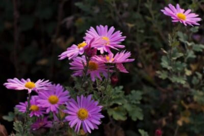 plants in the shade 01 640x427