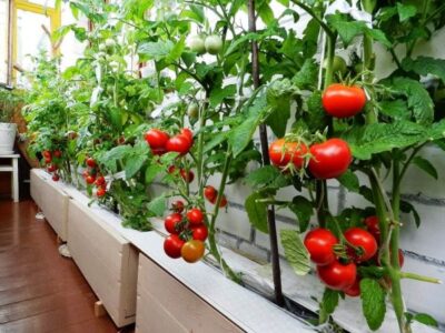 pomidory na balkone