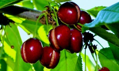 Можно ли предотвратить растрескивание плодов черешни? Что делать?