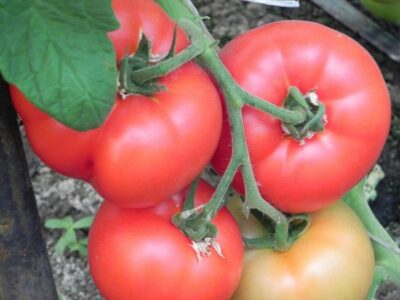 sozrevanie pomidor