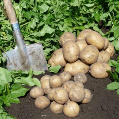 Секрет ускоренного выращивания картофеля. Как правильно собирать семена картофеля?