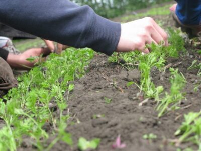 Carrot Weeding 2012