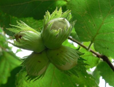 Corylus 8