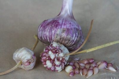 Garlic Bulbils 01 640x426