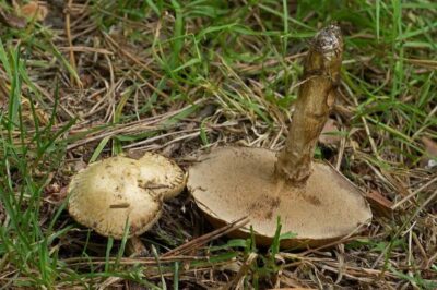 Suillus aeruginascens