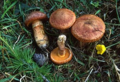 Suillus tridentinus