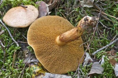 Suillus bovinus