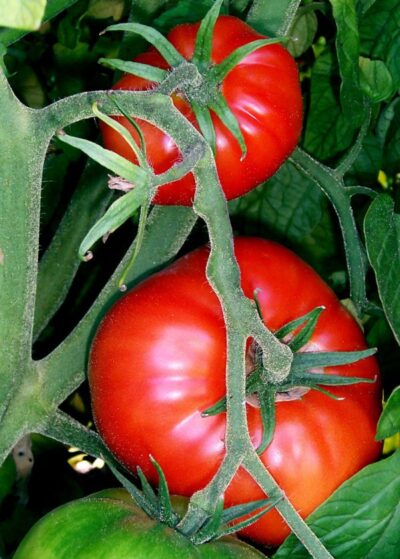 Tomatoes on the bush