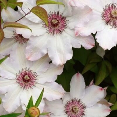 clematis 9 1024x1024