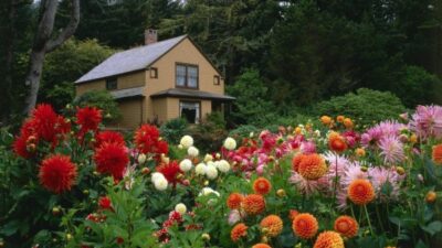 dahlia garden next to the house