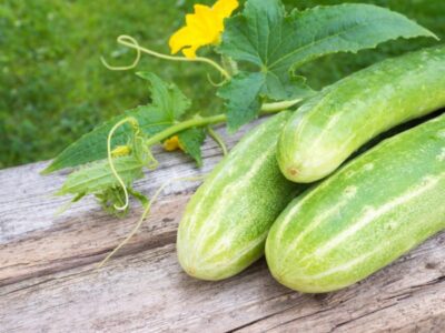 Переросшие огурчики: что делать с такими плодами. Вкусные рецепты