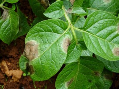 fungal diseases of potato phytophthora infestans 05 768x576