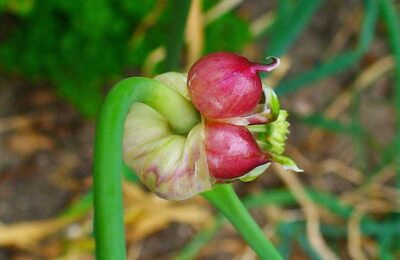 garlic winter crops bulbs