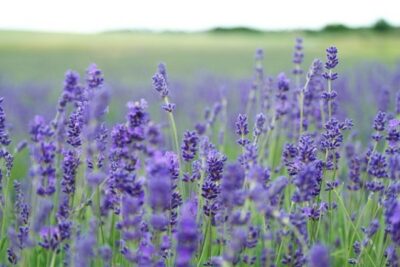 lavanda vrediteli