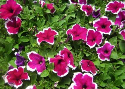 petunia vrediteli