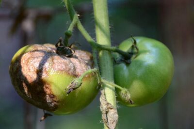 tomato plant is infected with late blight