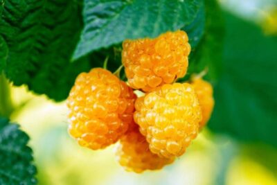 Самая вкусная и крупная жёлтая малина. Какие есть сорта, вибираем самую красивую и вкусную ягоду…