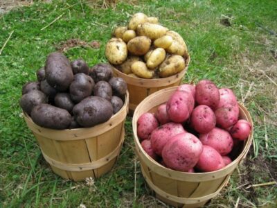 Как грамотно подготовить, отобрать и сберегать картофель для посадки?
