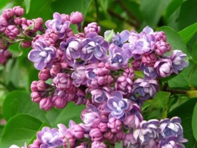 Syringa Ami Schott 640x480